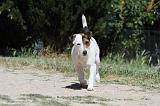 PARSON RUSSEL TERRIER 077